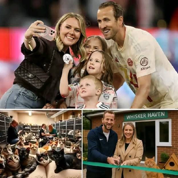 Harry Kane eröffnet „Whisker Haven“: Ein 5-Millionen-Dollar-Paradies für Katzen rührt die Welt zu Tränen